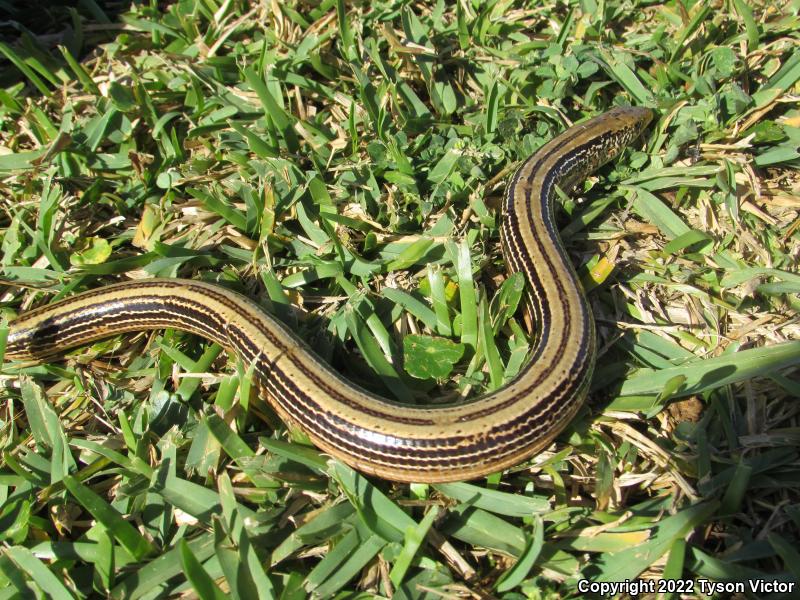 Western Slender Glass Lizard (Ophisaurus attenuatus attenuatus)