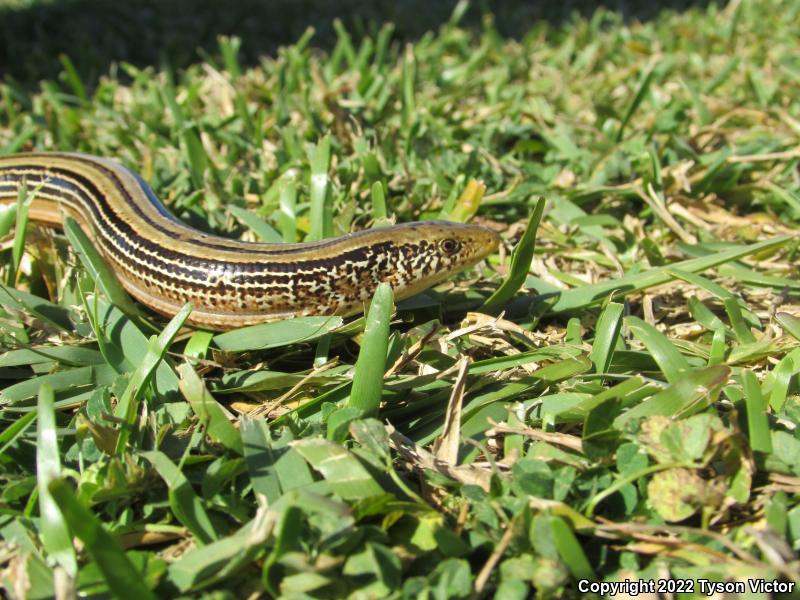 Western Slender Glass Lizard (Ophisaurus attenuatus attenuatus)