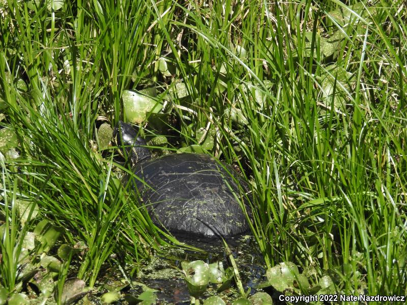 Peninsula Cooter (Pseudemys peninsularis)