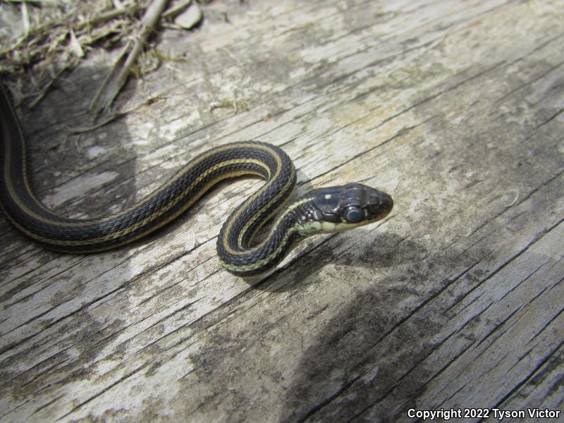 Gulf Coast Ribbonsnake (Thamnophis proximus orarius)