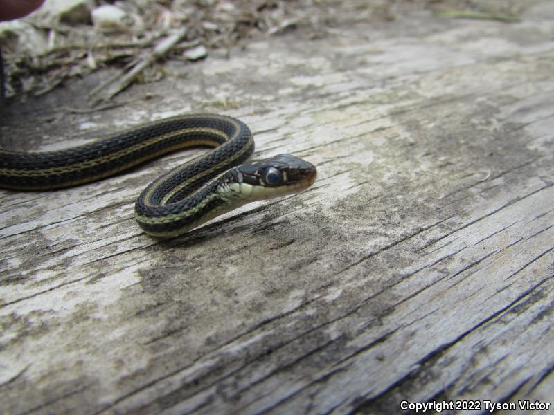 Gulf Coast Ribbonsnake (Thamnophis proximus orarius)