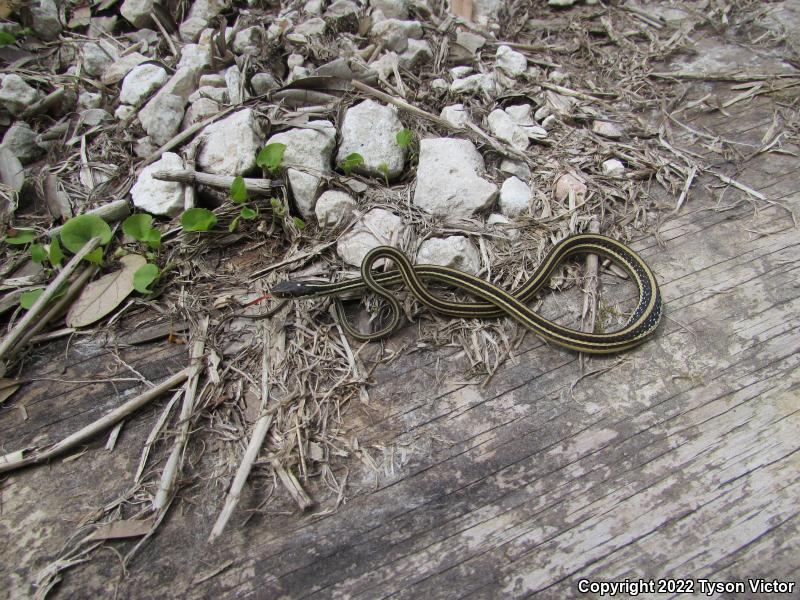 Gulf Coast Ribbonsnake (Thamnophis proximus orarius)