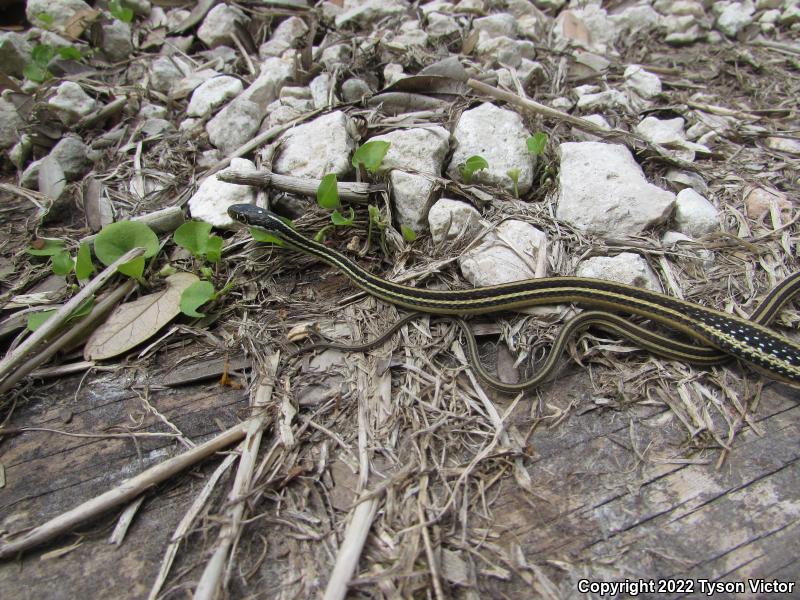 Gulf Coast Ribbonsnake (Thamnophis proximus orarius)