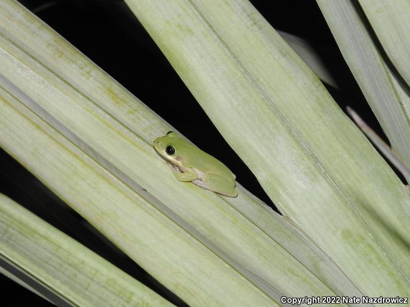 Squirrel Treefrog (Hyla squirella)