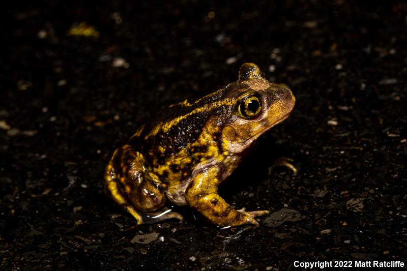 Eastern Spadefoot (Scaphiopus holbrookii)