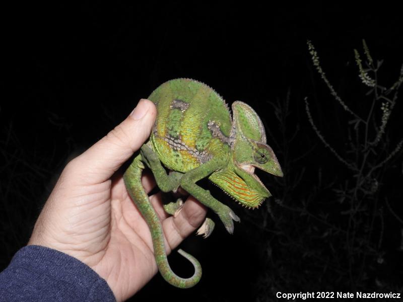 Veiled Chameleon (Chamaeleo calyptratus)