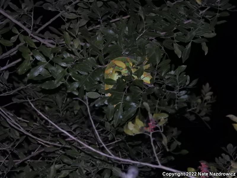 Veiled Chameleon (Chamaeleo calyptratus)