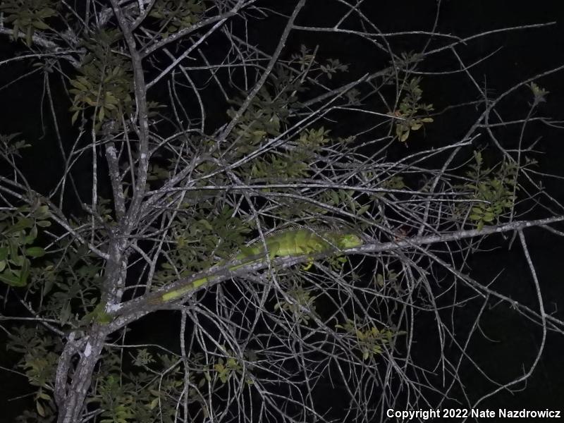 Green Iguana (Iguana iguana)