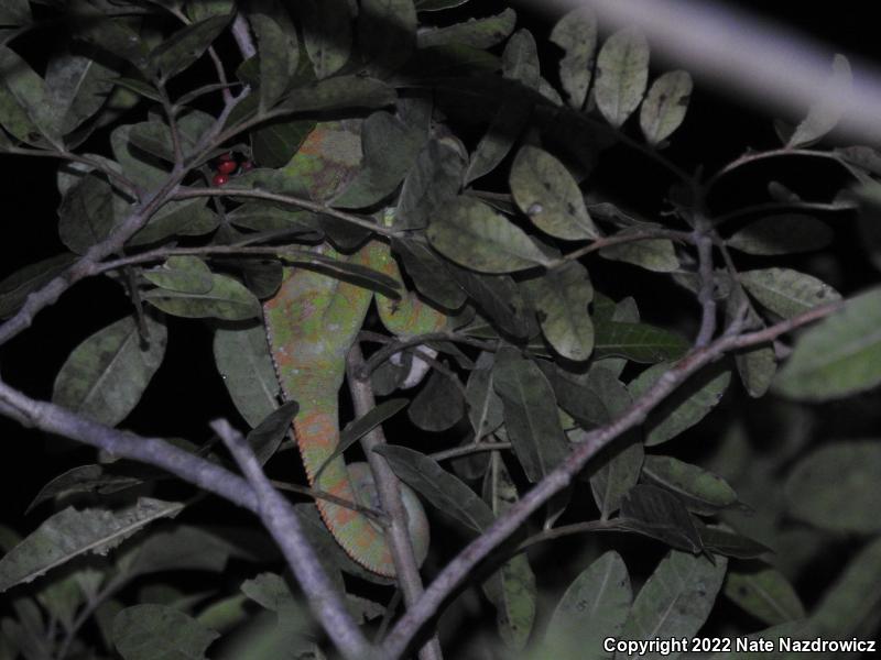 Veiled Chameleon (Chamaeleo calyptratus)