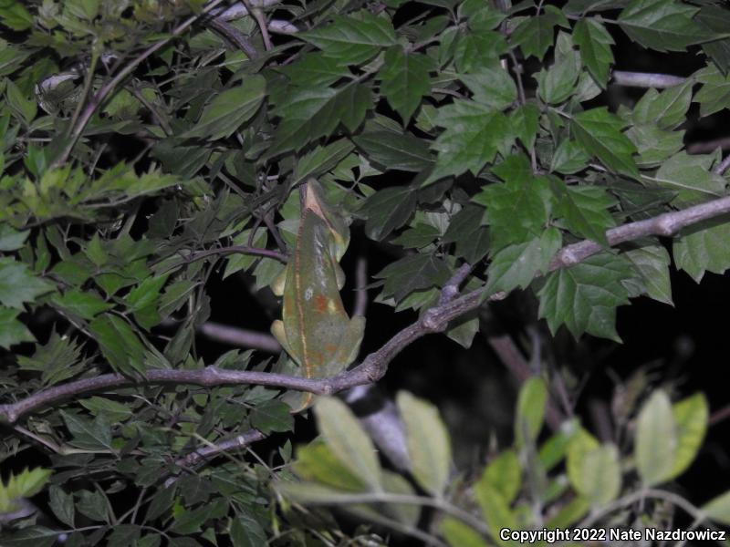 Veiled Chameleon (Chamaeleo calyptratus)