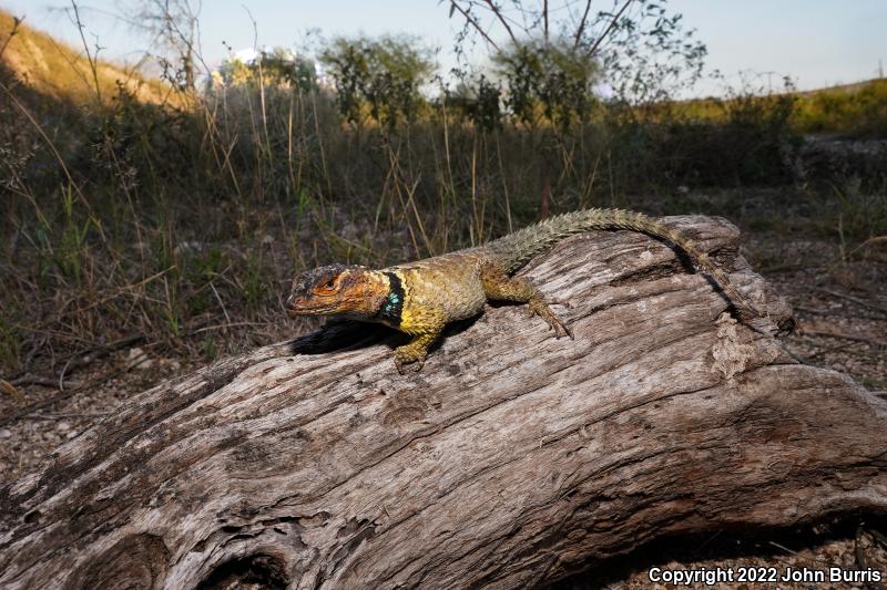 Blue-chinned Rough-scaled Lizard (Sceloporus cyanogenys)