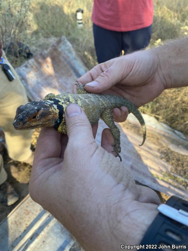 Blue-chinned Rough-scaled Lizard (Sceloporus cyanogenys)