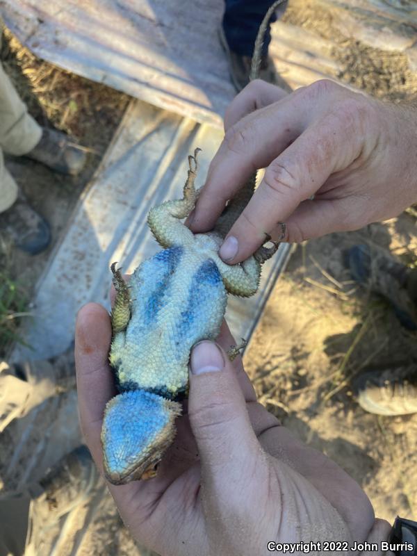 Blue-chinned Rough-scaled Lizard (Sceloporus cyanogenys)