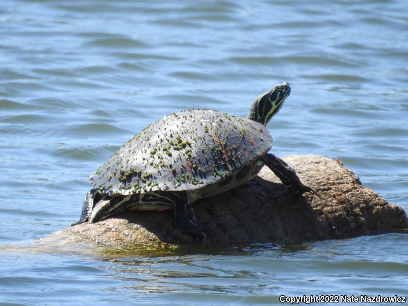 Peninsula Cooter (Pseudemys peninsularis)