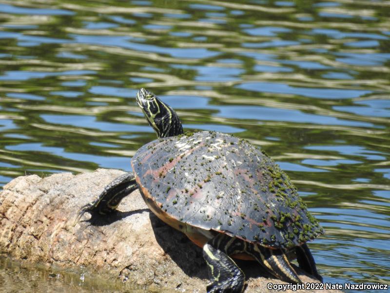 Peninsula Cooter (Pseudemys peninsularis)