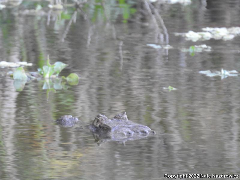 American Alligator (Alligator mississippiensis)