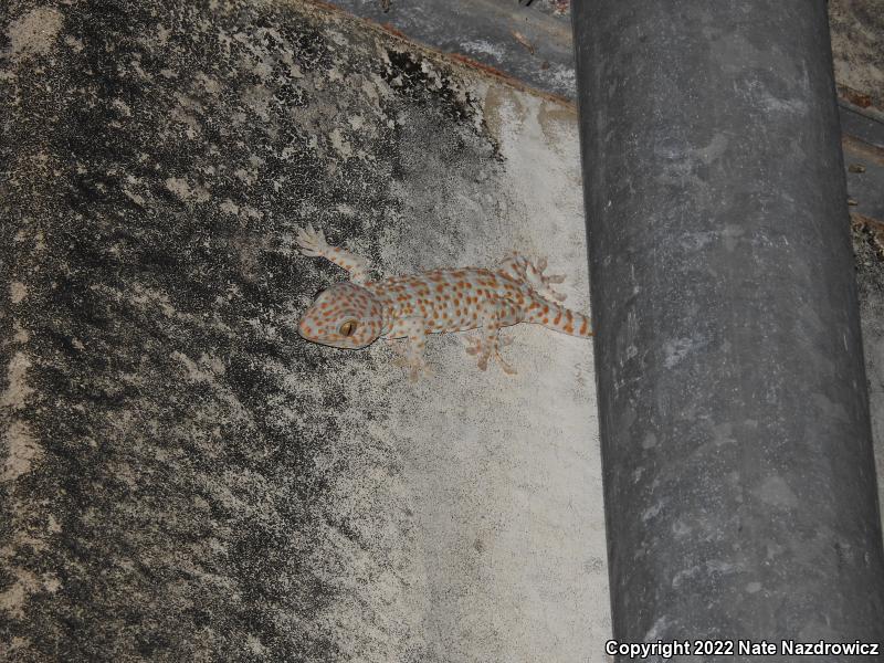 Tokay Gecko (Gekko gecko)