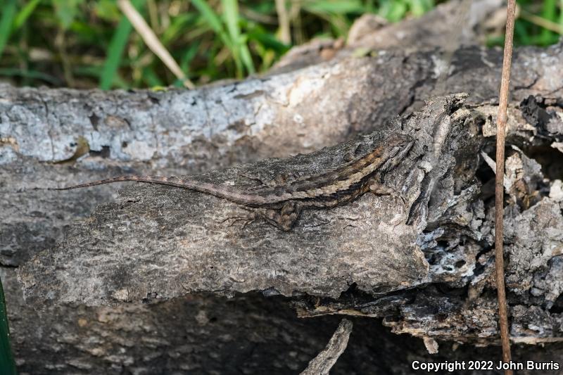 Texas Spiny Lizard (Sceloporus olivaceus)