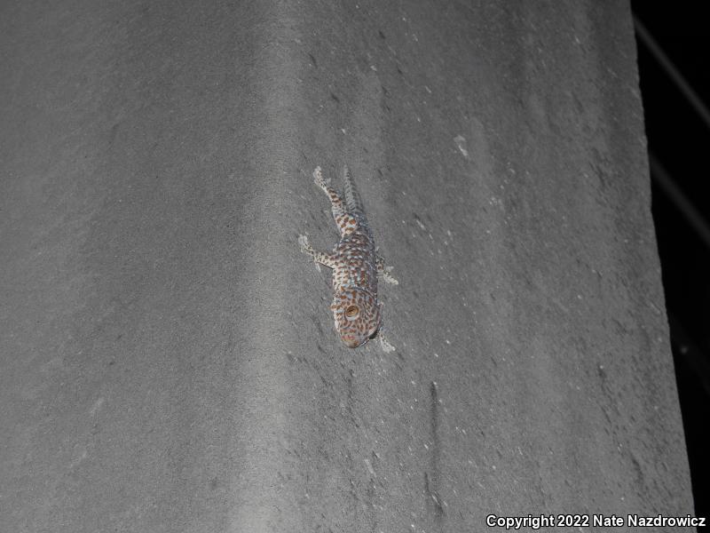 Tokay Gecko (Gekko gecko)