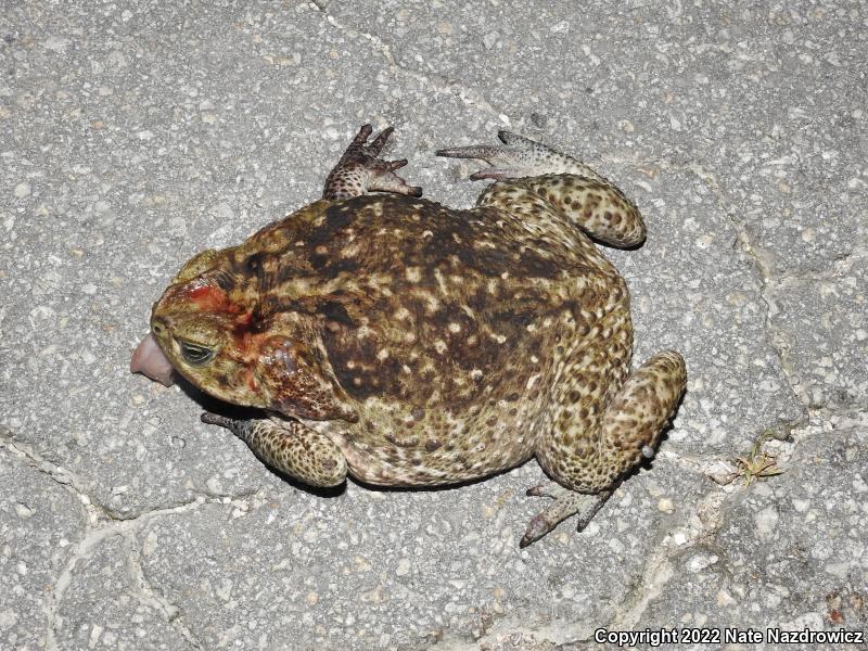 Cane Toad (Rhinella marina)