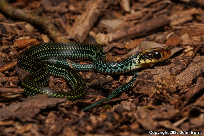 Northern Speckled Racer (Drymobius margaritiferus margaritiferus)