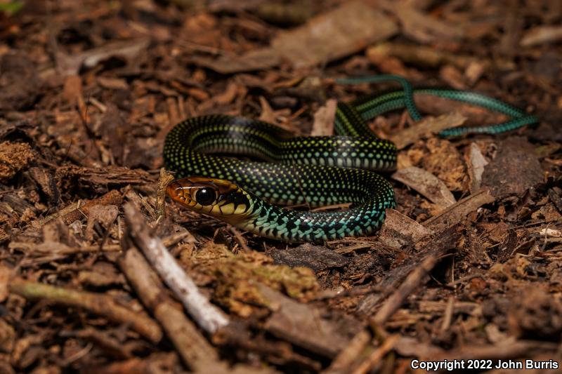 Northern Speckled Racer (Drymobius margaritiferus margaritiferus)