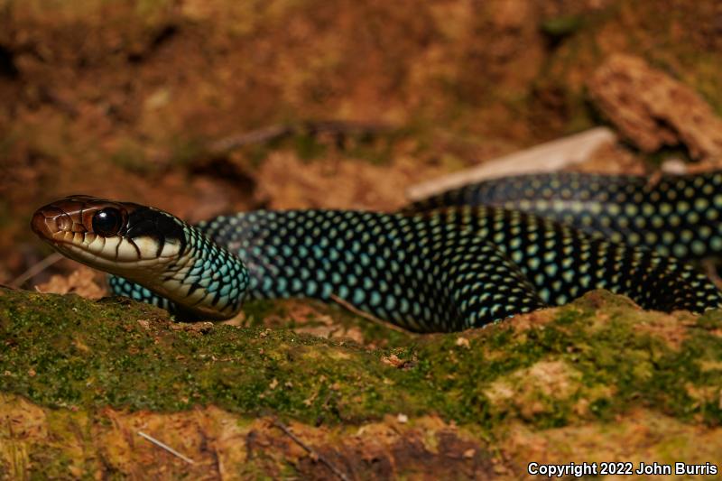 Northern Speckled Racer (Drymobius margaritiferus margaritiferus)