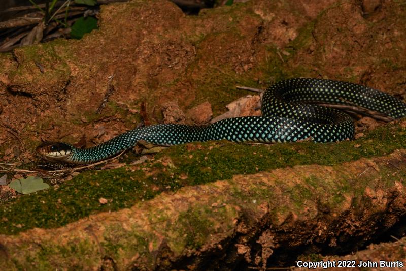 Northern Speckled Racer (Drymobius margaritiferus margaritiferus)