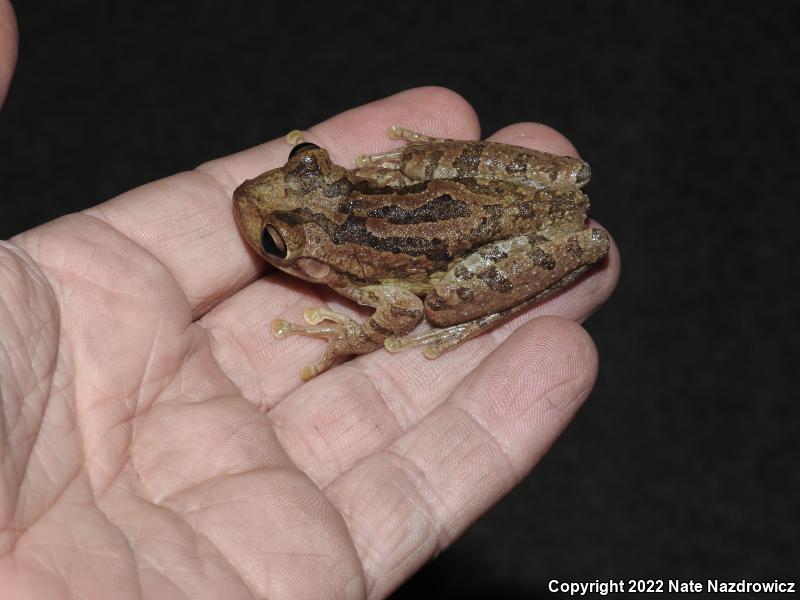 Cuban Treefrog (Osteopilus septentrionalis)