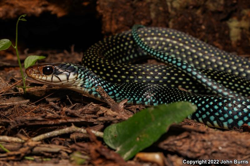 Northern Speckled Racer (Drymobius margaritiferus margaritiferus)