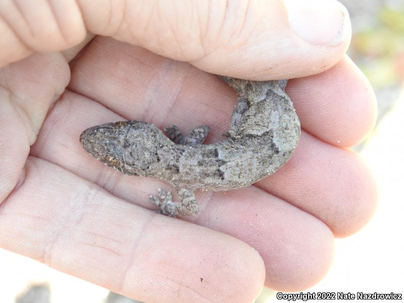 Wood Slave (Hemidactylus mabouia)