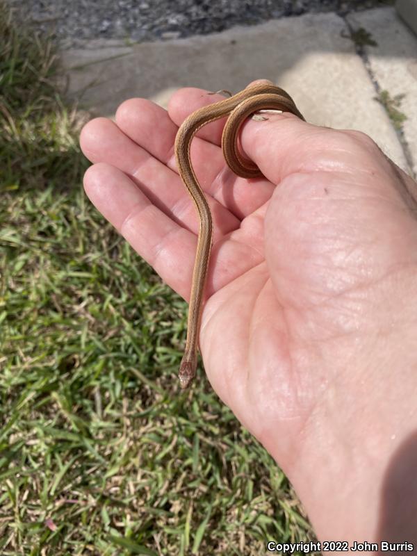 Texas Brownsnake (Storeria dekayi texana)