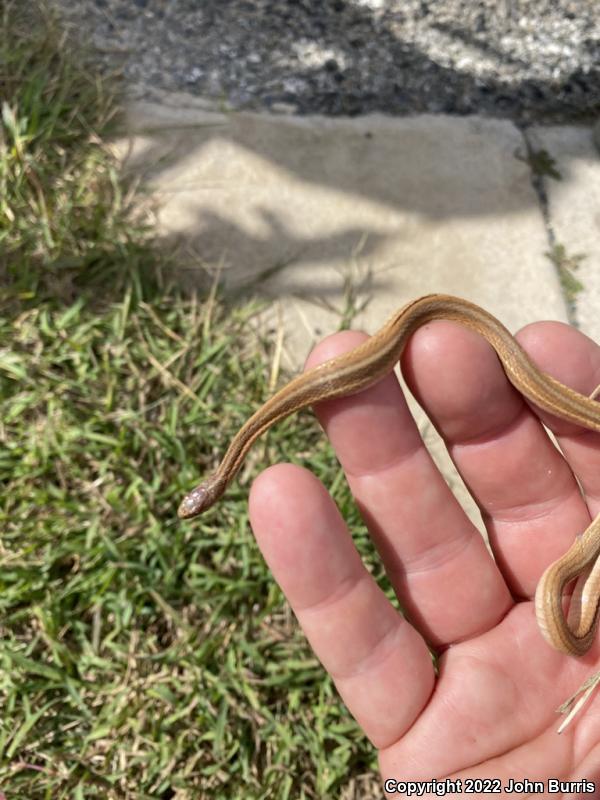 Texas Brownsnake (Storeria dekayi texana)