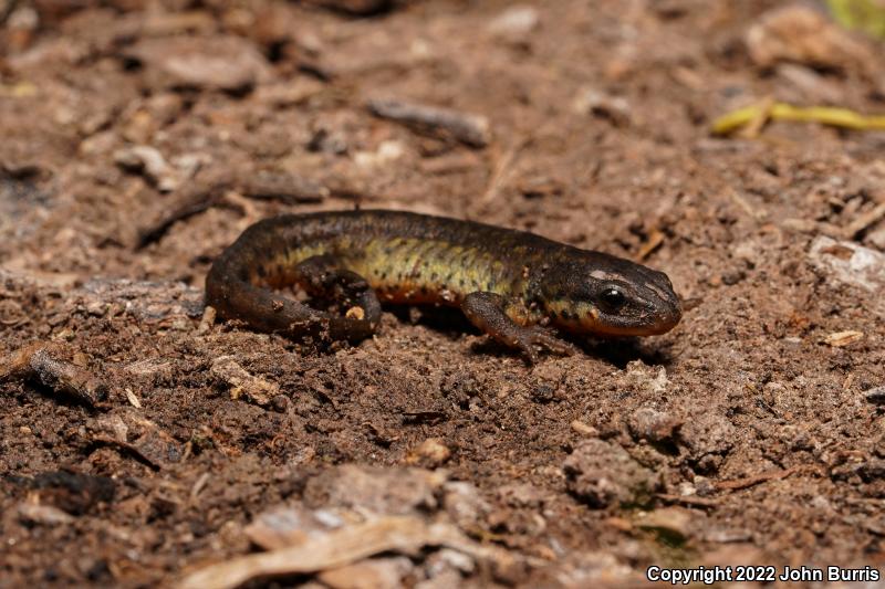 Black-Spotted Newt (Notophthalmus meridionalis)