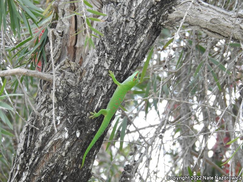 Madagascar Day Gecko (Phelsuma madagascariensis)