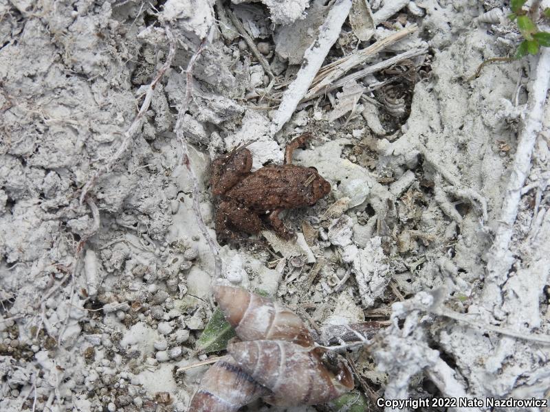 Greenhouse Frog (Eleutherodactylus planirostris)