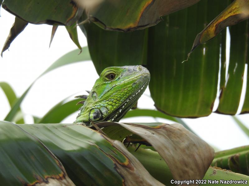 Green Iguana (Iguana iguana)