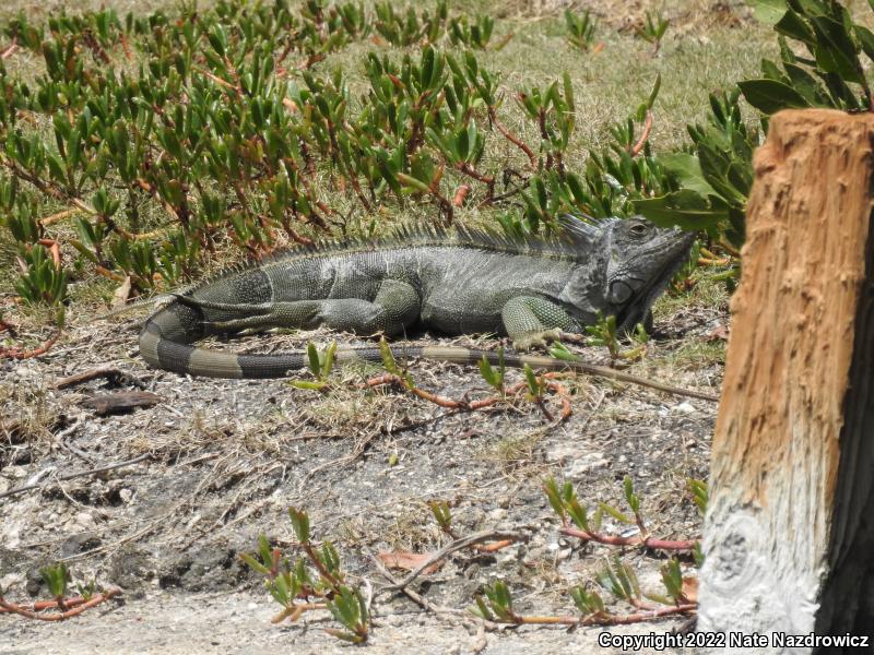 Green Iguana (Iguana iguana)