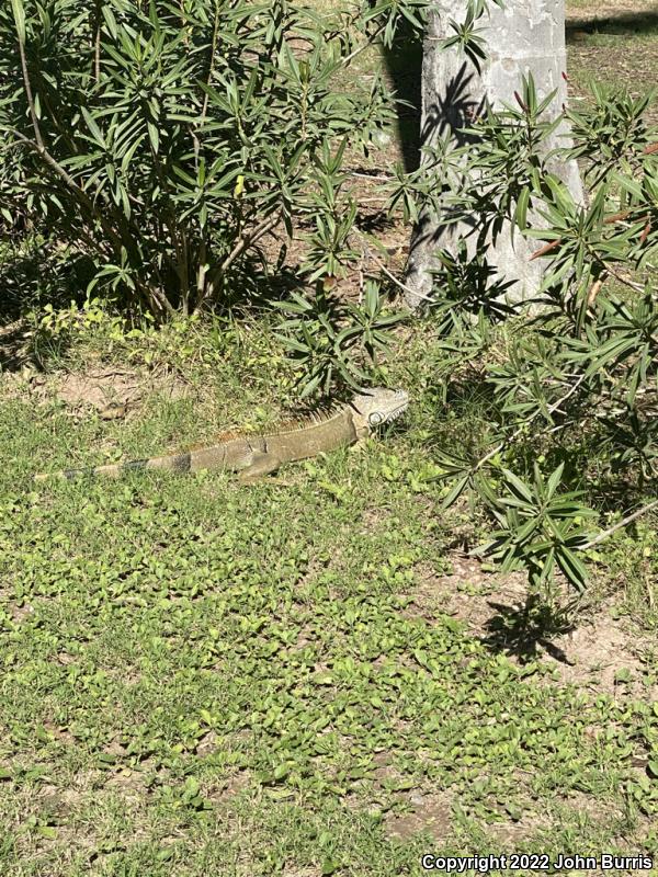 Green Iguana (Iguana iguana)