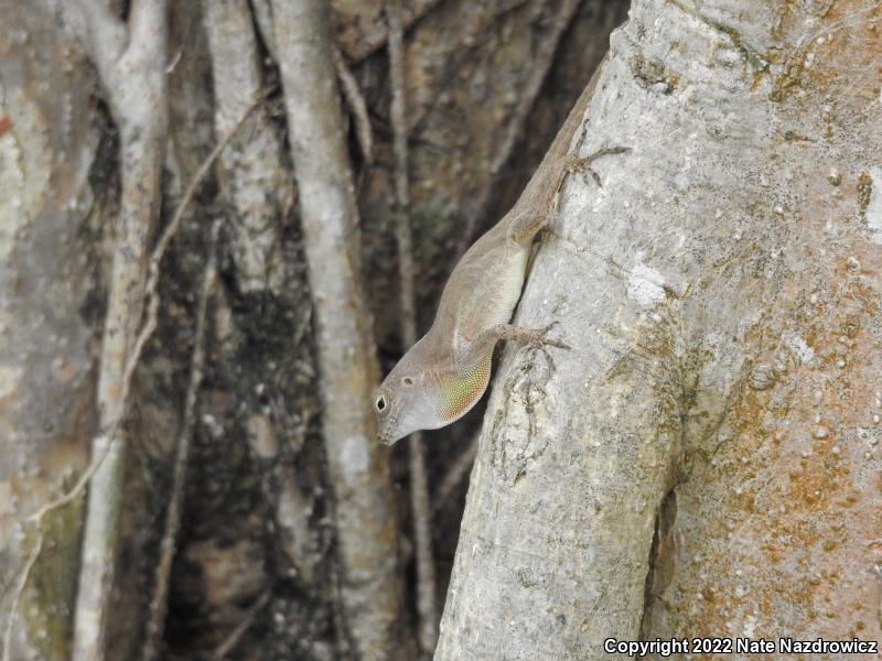 Bark Anole (Anolis distichus)