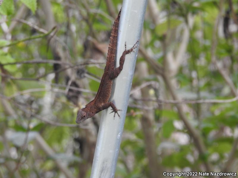 Crested Anole (Anolis cristatellus)