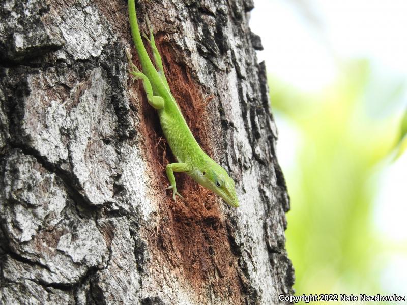 Cuban Green Anole (Anolis porcatus)