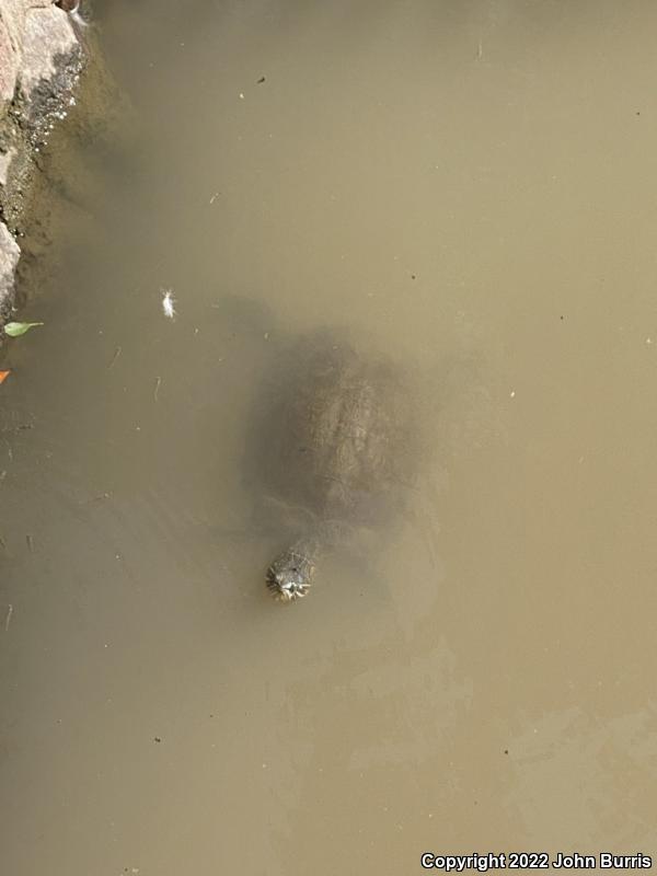 Fuerte Slider (Trachemys nebulosa hiltoni)