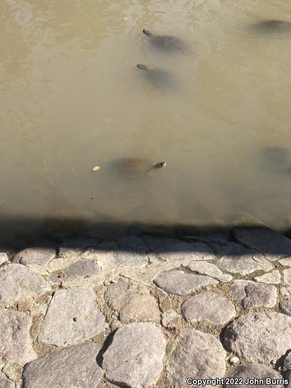 Fuerte Slider (Trachemys nebulosa hiltoni)