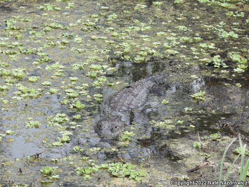 American Alligator (Alligator mississippiensis)