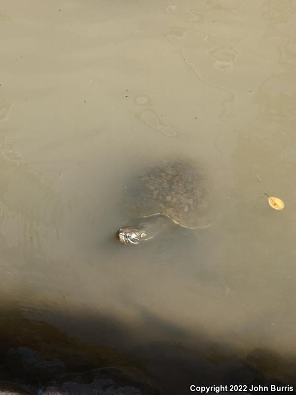 Fuerte Slider (Trachemys nebulosa hiltoni)