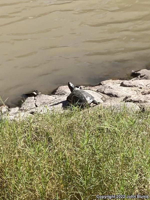 Fuerte Slider (Trachemys nebulosa hiltoni)