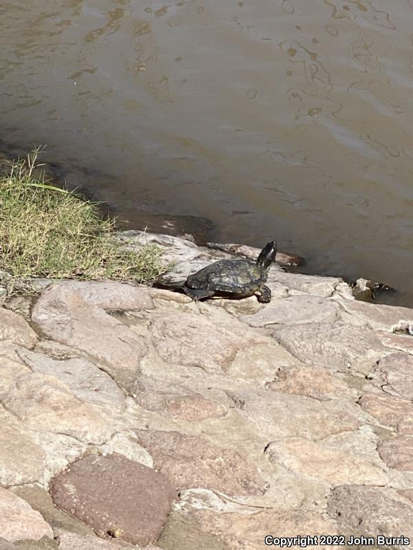 Fuerte Slider (Trachemys nebulosa hiltoni)