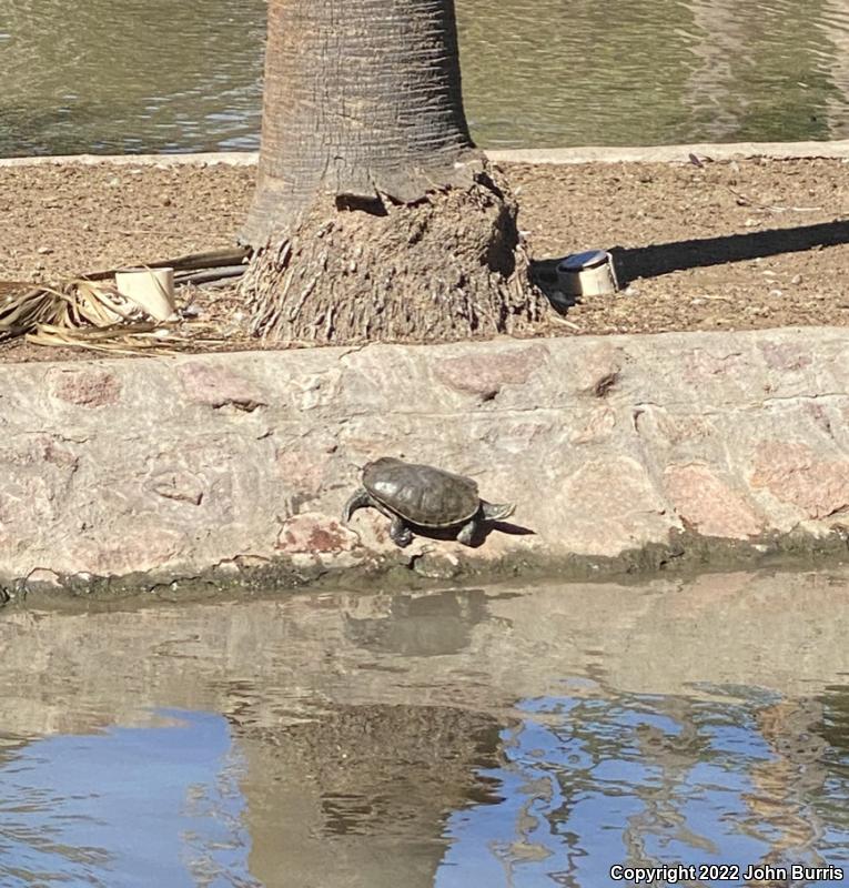 Fuerte Slider (Trachemys nebulosa hiltoni)