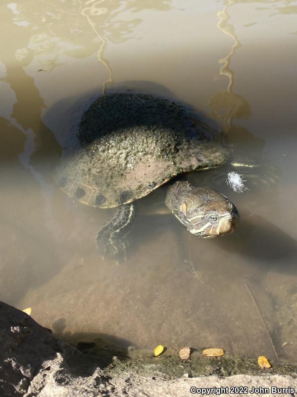 Fuerte Slider (Trachemys nebulosa hiltoni)